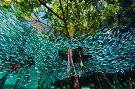 Silversides at the Queen Marine Reserve. Copyright David Doubilet.