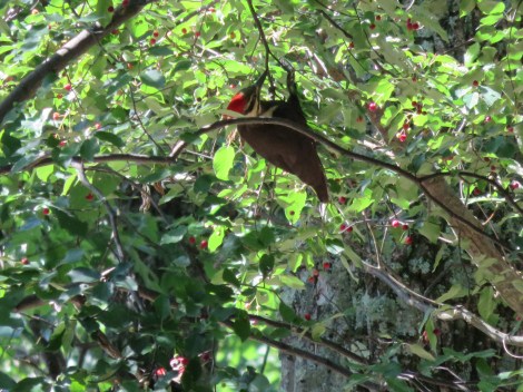 Pileated Woodpecker Cacapon West VA 2015 (Bobbie Faul-Zeitler, CC 3.0)