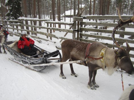 At the reindeer farm, operated by a Finn! Photo by Aik Meeuse, Creative Commons 3.0