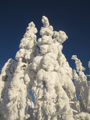 Yes, these are trees in the snowbound landscape. Aik Meeuse, Creative Commons 3.0