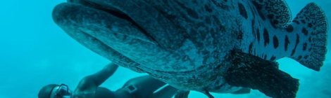 Free diving on the Great Barrier Reef. The corals are deeply threatened.