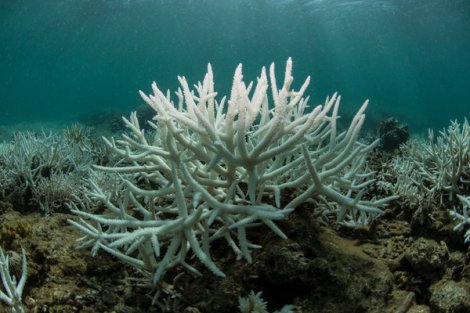 Bleached coral off New Caledonia in the Pacific 2016. Credit XL Catlin Seaview Survey
