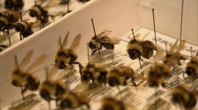 Rusty Patched Bumble Bees in the collections of Great Smoky Mountains National Park. Preventing extinction of the species is key to robust agriculture.