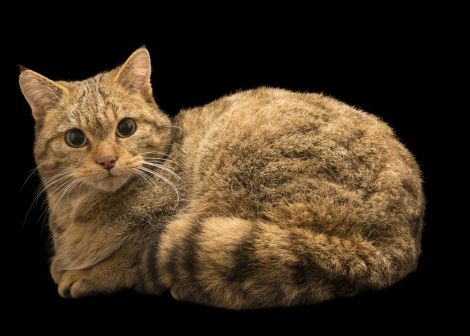 Look at that thick, furry coat. It's not your housecat but a European elusive, nocturnal animal. Photographed at Parco Natura Viva (Italy) by Joel Sartore National Geographic Photo Ark.