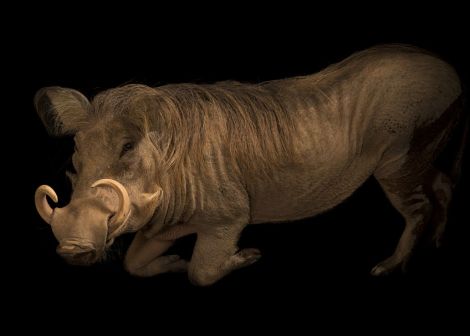 Common warthogs live in grasslands, steppes, semi-deserts and savannas of Africa. Not beautiful but a crucial part of the web of life. Photographed at Singapore Zoo by Joel Sartore National Photo Ark Project. Common warthogs live in grasslands, steppes, semi-deserts and savannas of Africa. Not beautiful but a crucial part of the web of life. Photographed at Singapore Zoo by Joel Sartore National Photo Ark Project.