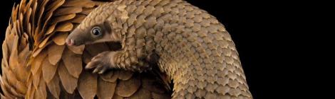 African White Bellied Tree Pangolin and baby, hunted for their meat and scales. Copyright Joel Sartore/National Geographic Photo Ark