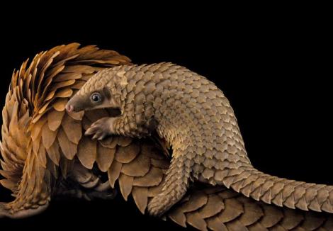 African White Bellied Tree Pangolin and baby, hunted for their meat and scales. Copyright Joel Sartore/National Geographic Photo Ark