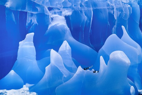 Blue Iceberg. Copyright Frans Lanting. lanting.com