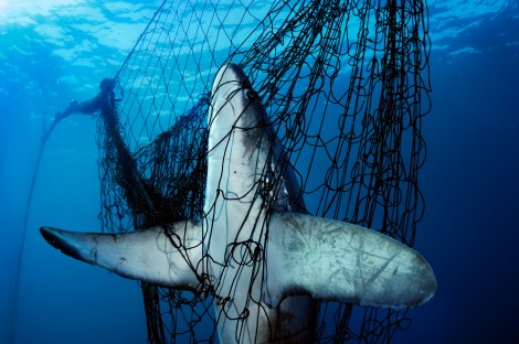 Still Waters: A thresher shark meets death in a gill net in Mexico's Gulf of California.  Named one of the Geographic's 50 greatest photographs of all time! ©Brian Skerry 
