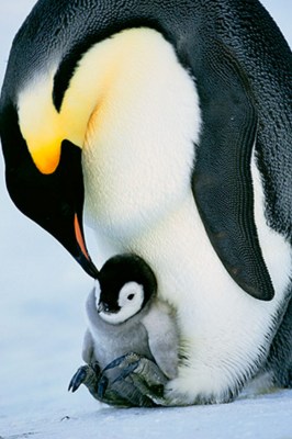 Emperor Penguin and chick. Copyright Frans Lanting. lanting.com