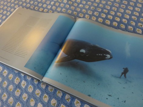 A spread from Ocean Soul on the Southern Right Whale. Skerry's next big project will be whales, their communities and communications! ©Brian Skerry/National Geographic
