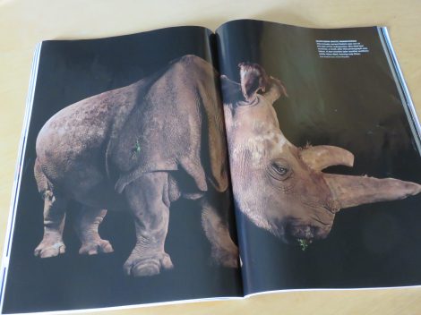 A week after Sartore took this portrait of Nabire, a northern white rhino, she was dead; then several months later another died, leaving only three of this subspecies remaining on the planet. Courtesy of National Geographic April 2016 issue.