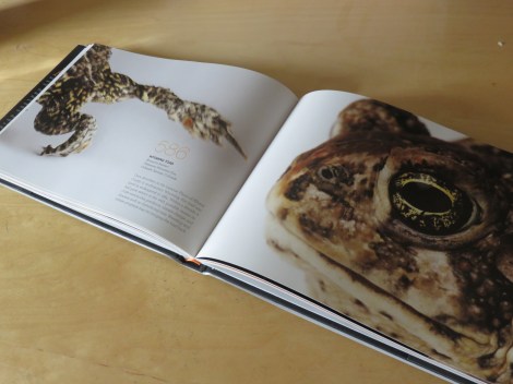 A spread in Sartore's book Rare, the Wyoming Toad (Anaxyrus baxteri), once abundant in SE Wyoming, down to 586 when he did this portrait. Listed as endangered in 1984. (Courtesy of Rare, Portraits of America's Endangered Species.