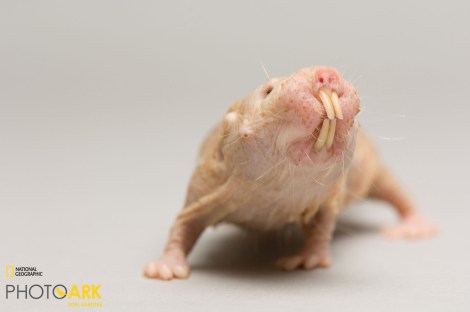 A naked mole rat (Heterocephalus glaber) at the Lincoln Children's Zoo. Photograph copyright Joel Sartore/National Geographic Photo Ark.