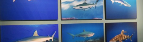 Black Tip Reef, Blue, Tiger, Gray Reef, Tiger and Oceanic Whitetip -- all featured in Shark - National Geographic exhibition Washington DC Summer 2017