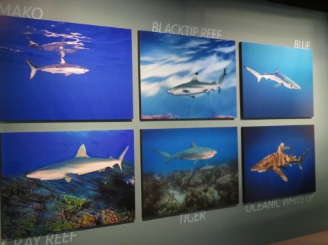 Black Tip Reef, Blue, Tiger, Gray Reef, Tiger and Oceanic Whitetip -- all featured in Shark - National Geographic exhibition Washington DC Summer 2017