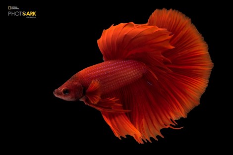 Siamese fighting fish or betta (Betta splendens) in Lincoln, Nebraska. Copyright Joel Sartore/National Geographic Photo Ark.