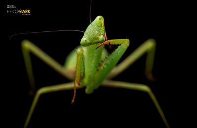 A springbok mantis (Miomantis caffra) at the Auckland Zoo. Copyright Joel Sartore/National Geographic Photo Ark.