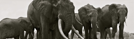 Tusker Satao, in his prime at Tsavo East National Park, Kenya, felled by poachers in May 2014. Photo courtesy of Mark Deeble and Victoria Stone. www.markdeeble.wordpress.com