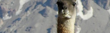 Guanaco de San Carlos