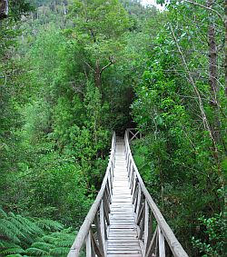 Hanging bridge at Pumalin