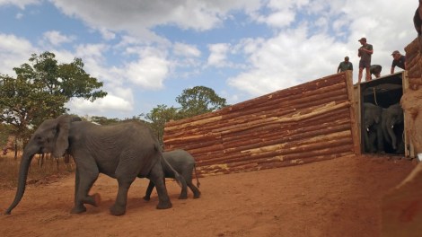 34 Elephants recently embarked on a 700km journey from Liwonde National Park to the plateau of Nyika National Park. Courtesy of African Peace Park.