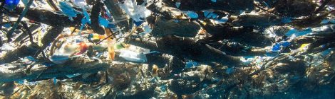 Below the waterline. Copyright Caroline Power Photography.