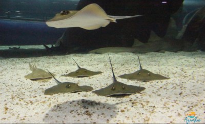 Rays in the Aqua Rio tunnel