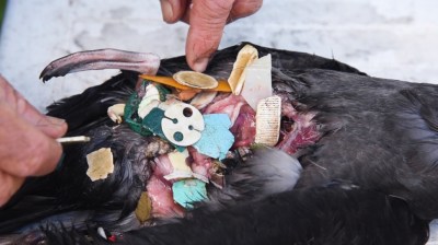 Bird stomach full of plastic. Courtesy of Ian Hutton.