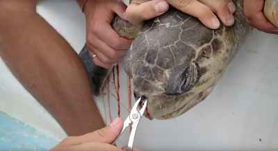 Turtle receiving emergency treatment for straw inhaled in his nose