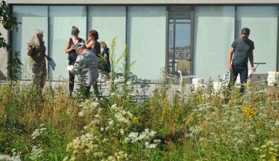 Bioblitz on the Studio Gang rooftop