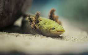 Endangered achoque. Courtesy of IFL Science