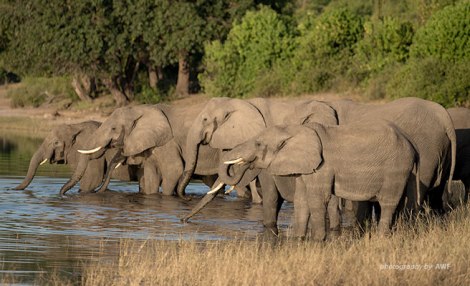 Wild elephants in Botswana. Image courtesy of the African Wildlife Foundation
