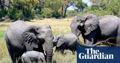 Elephants in Botswana. Courtesy of The Guardian