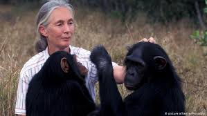 Jane Goodall, one of the heroes we'll feature in April. Photo courtesy of dw.com