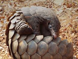 Pangolin courtesy of the Pangolin Crisis Fund
