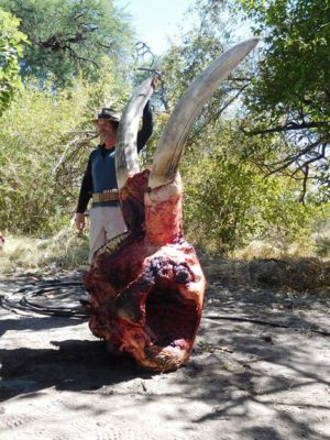 Trophaeenjagd auf Elefante Mann haelt Stosszaehne. Courtesy of Future for Elephants (location unknown)